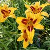 Hemerocallis (Daylily) Bonanza