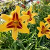 Hemerocallis (Daylily) Bonanza