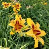 Hemerocallis (Daylily) Bonanza