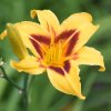 Hemerocallis (Daylily) Bonanza