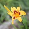 Hemerocallis (Daylily) Bonanza