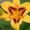 Hemerocallis (Daylily) Bonanza
