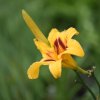 Hemerocallis (Daylily) Bonanza