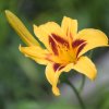 Hemerocallis (Daylily) Bonanza