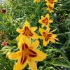 Hemerocallis (Daylily) Bonanza