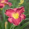 Hemerocallis (Daylily) номер 51