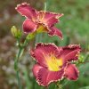 Hemerocallis (Daylily) номер 51