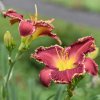 Hemerocallis (Daylily) номер 51