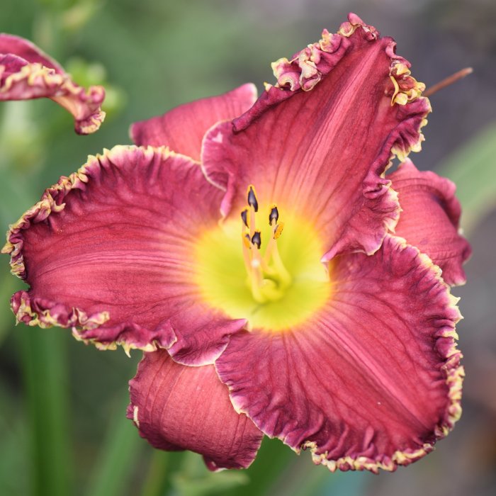 Hemerocallis (Daylily) номер 51