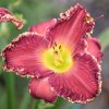 Hemerocallis (Daylily) номер 51