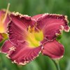 Hemerocallis (Daylily) номер 51