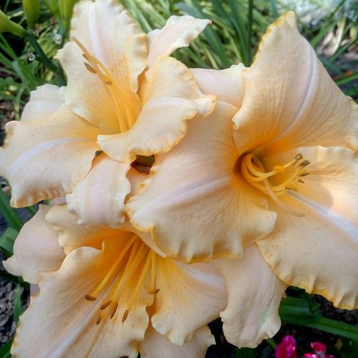 Hemerocallis (Daylily) номер 65
