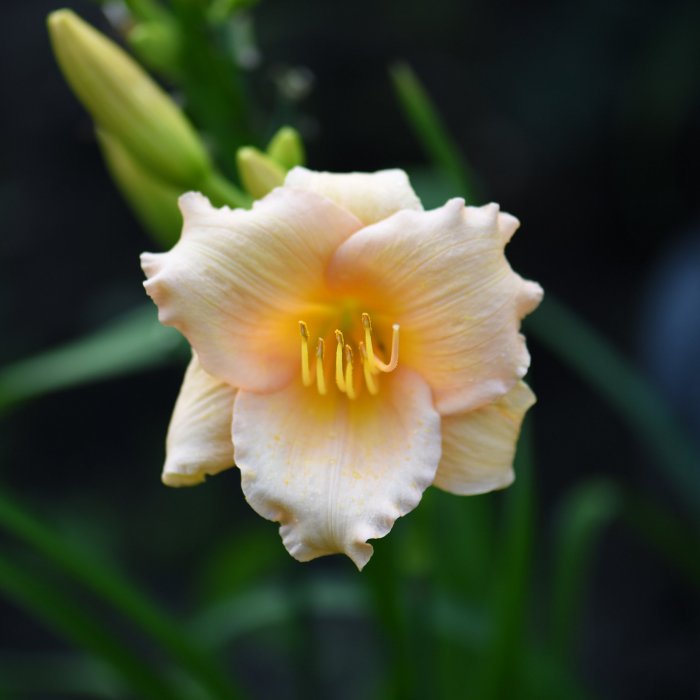 Hemerocallis (Daylily) Бордюрник