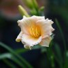 Hemerocallis (Daylily) Бордюрник
