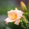 Hemerocallis (Daylily) Бордюрник