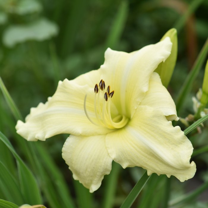 Hemerocallis (Daylily) White Perfection