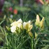 Hemerocallis (Daylily) White Perfection
