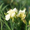 Hemerocallis (Daylily) White Perfection