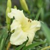 Hemerocallis (Daylily) White Perfection