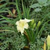 Hemerocallis (Daylily) White Perfection