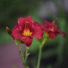 Hemerocallis (Daylily) номер 73
