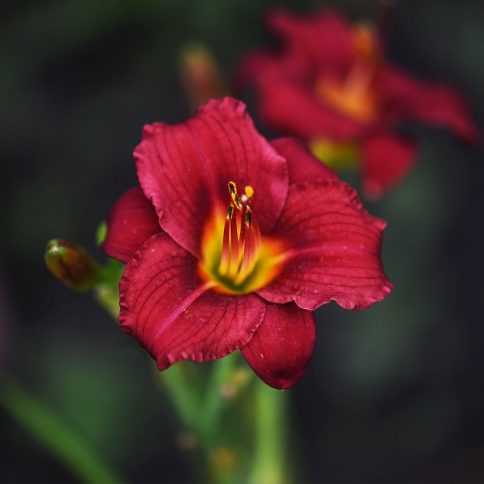 Hemerocallis (Daylily) номер 73