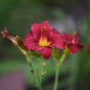 Hemerocallis (Daylily) номер 73