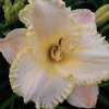 Hemerocallis (Daylily) Moonlit Caress