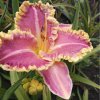 Hemerocallis (Daylily) Light Years Away