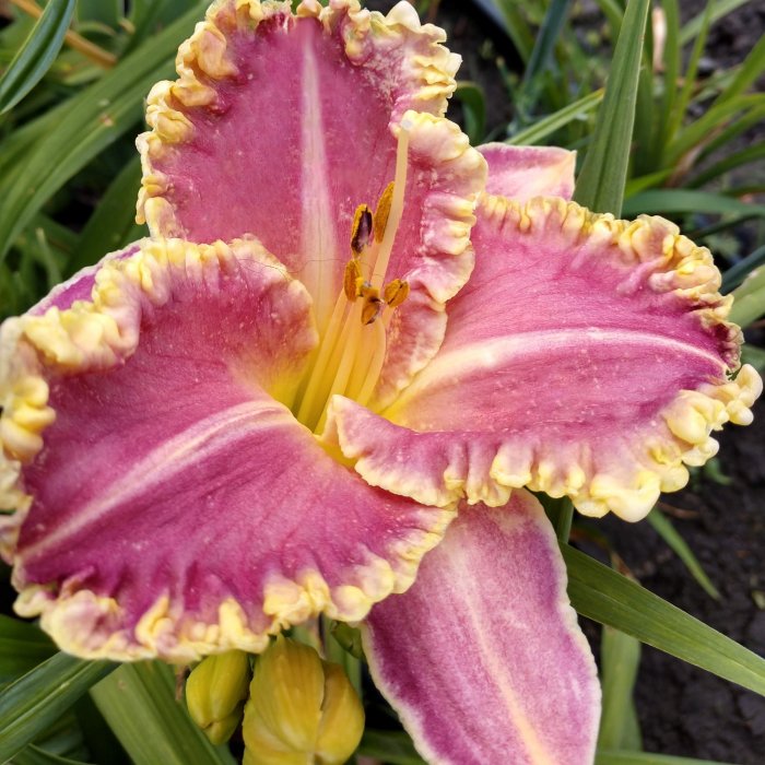 Hemerocallis (Daylily) Light Years Away