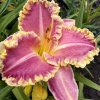 Hemerocallis (Daylily) Light Years Away