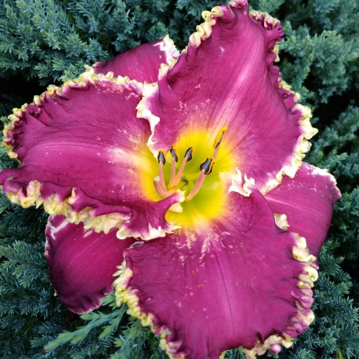 Hemerocallis (Daylily) Bettylen