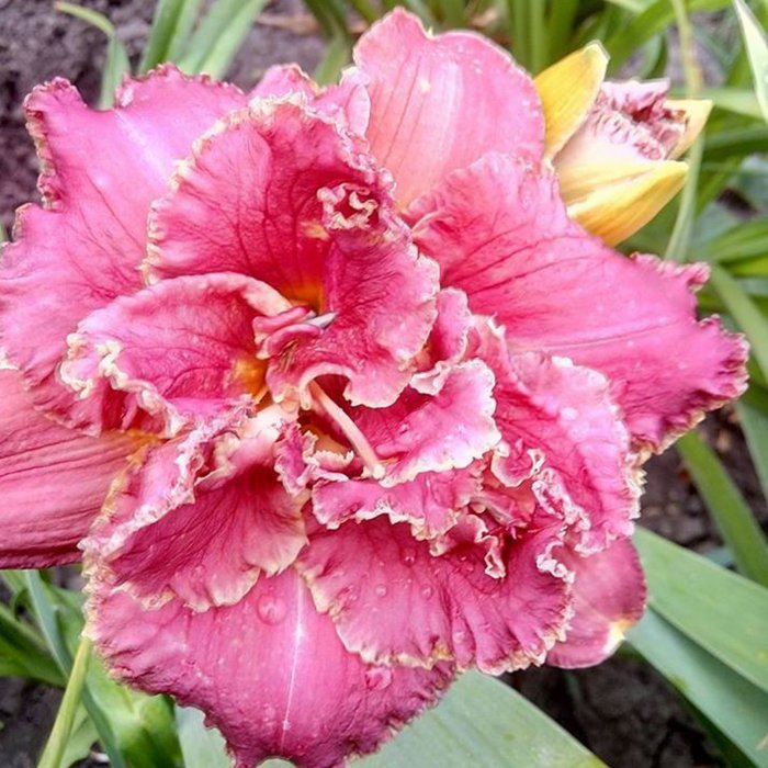 Hemerocallis (Daylily) Venetian Fringe