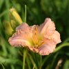 Hemerocallis (Daylily) Effay Veronica