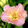Hemerocallis (Daylily) Effay Veronica