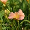 Hemerocallis (Daylily) Effay Veronica