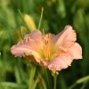 Hemerocallis (Daylily) Effay Veronica