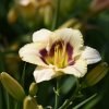 Hemerocallis (Daylily) Dewberry Candy