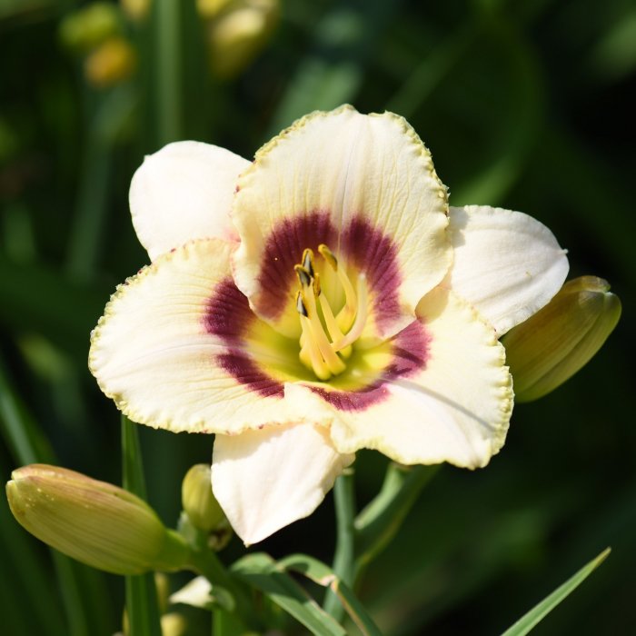 Hemerocallis (Daylily) Dewberry Candy