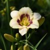 Hemerocallis (Daylily) Dewberry Candy
