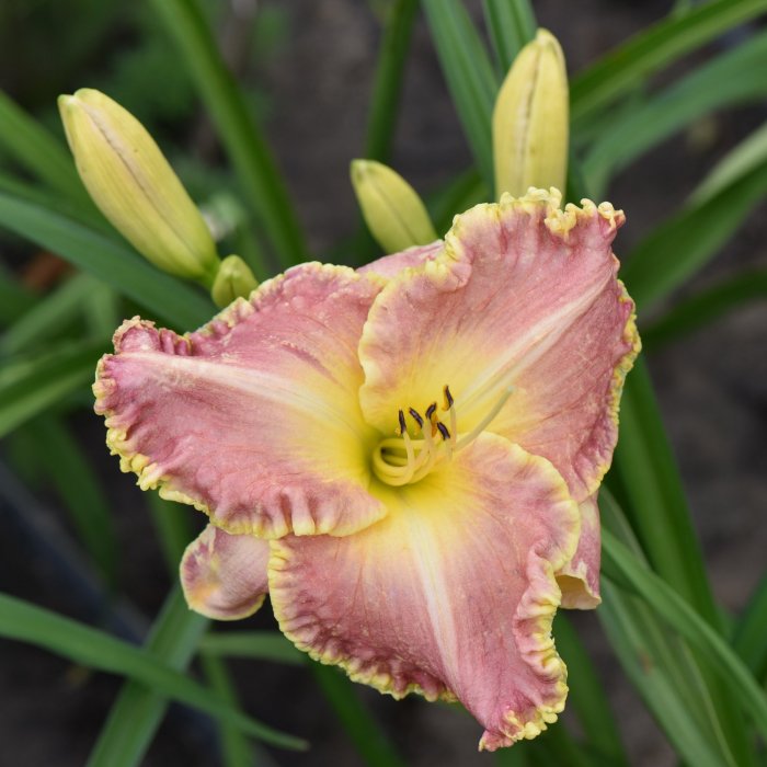 Hemerocallis (Daylily) номер 101