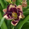 Hemerocallis (Daylily) Beauty Marked