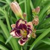 Hemerocallis (Daylily) Beauty Marked