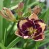 Hemerocallis (Daylily) Beauty Marked