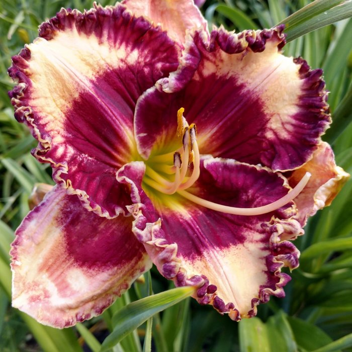 Hemerocallis (Daylily) Beauty Marked