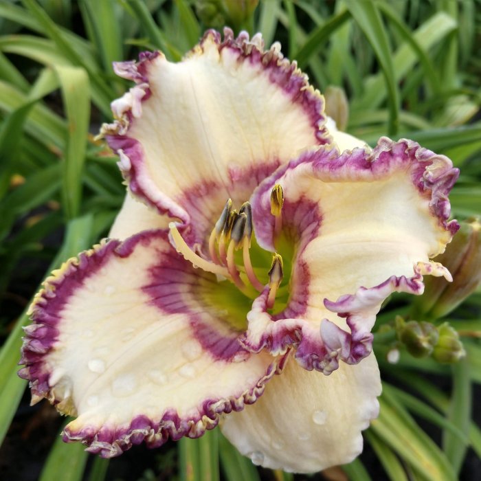 Hemerocallis (Daylily) Inviting Romance