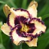 Hemerocallis (Daylily) Open My Eyes