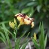 Hemerocallis (Daylily) Open My Eyes