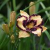 Hemerocallis (Daylily) Open My Eyes
