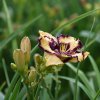 Hemerocallis (Daylily) Open My Eyes